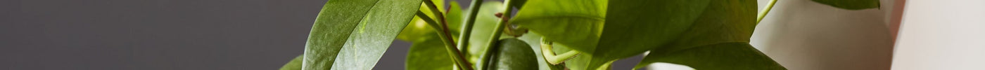Scindapsus Verzorging