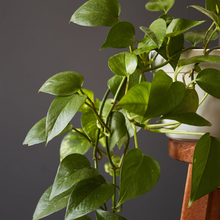 Scindapsus Verzorging