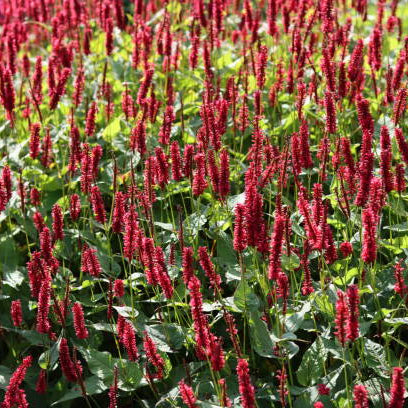 Duizendknoop (Persicaria) Snoeien