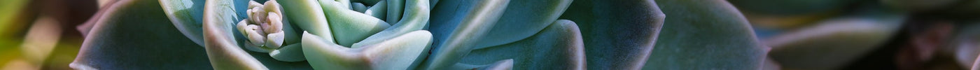 Echeveria Verzorging