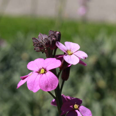 Erysimum Snoeien