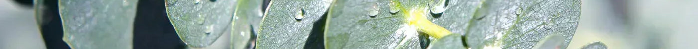 Eucalyptus Verzorging