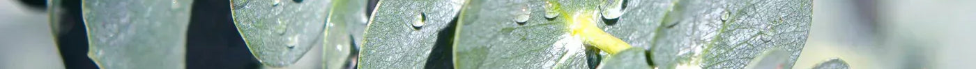 Eucalyptus Verzorging