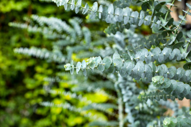 Eucalyptus Snoeien