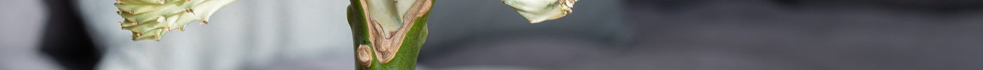 Euphorbia Verzorging