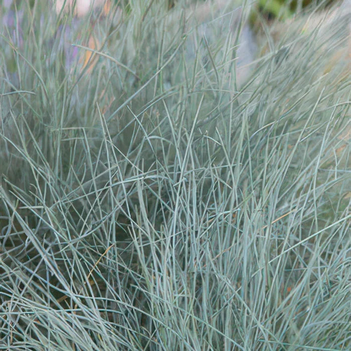 Blauw Schapengras (Festuca Glauca) Snoeien