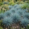 Blauw Schapengras Verzorging