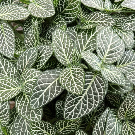 Fittonia Verzorging