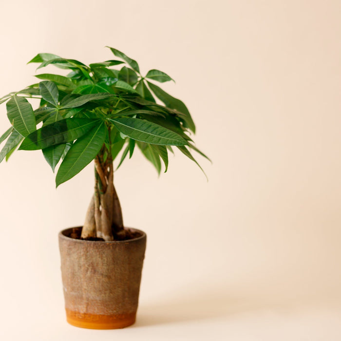 Geldboom (Pachira Aquatica) Snoeien