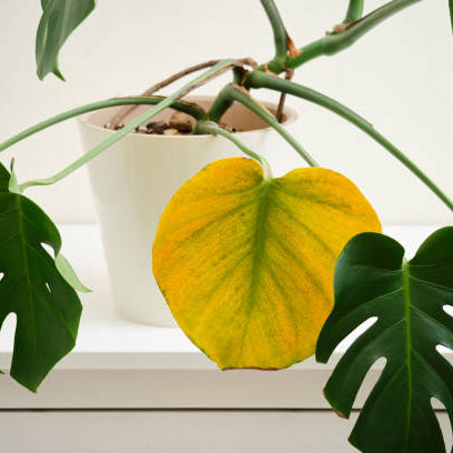 Gele Bladeren Plant
