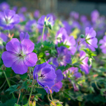 Geraniums Verzorgen Buiten