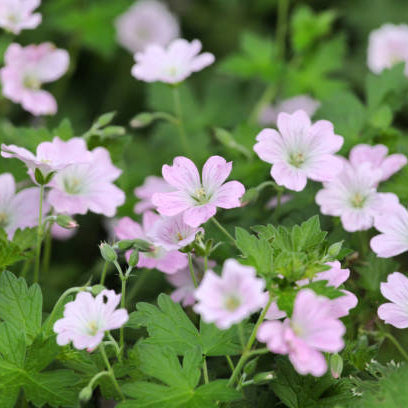 Geranium (Ooievaarsbek) Snoeien