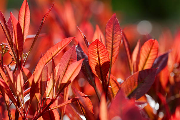 Pruning Photinia - Read all our tips!  Planten247.nl