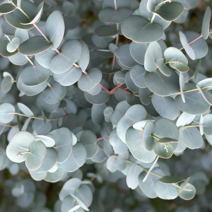 Eucalyptus Snoeien