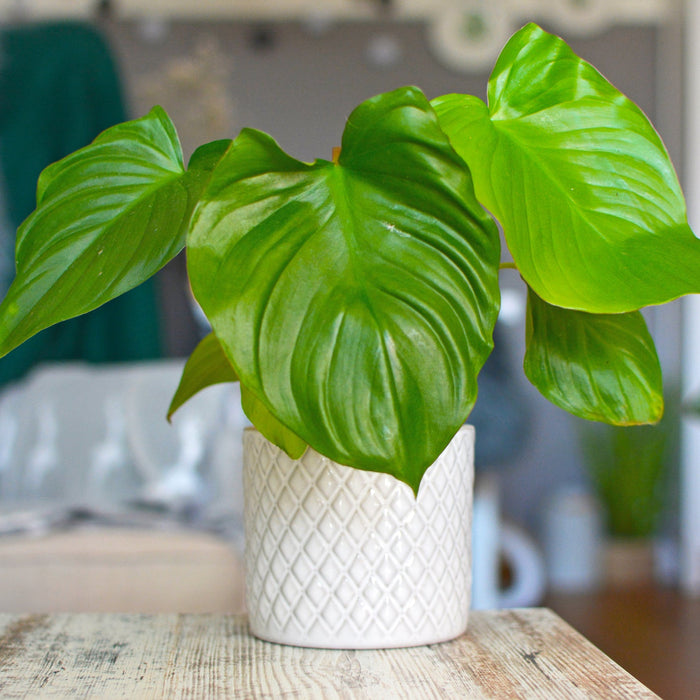 Homalomena Verzorging