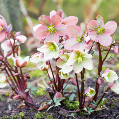 Kerstroos Verzorging