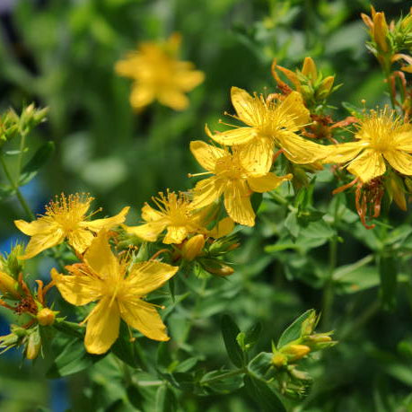 Hertshooi (Hypericum) Snoeien
