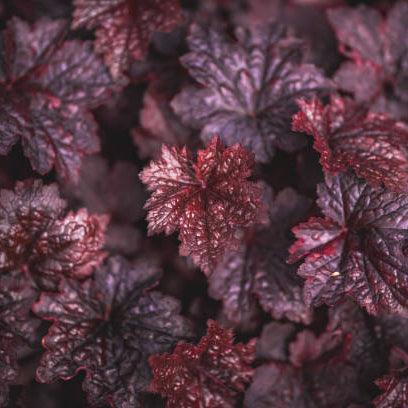 Heuchera (Purperklokje) Snoeien