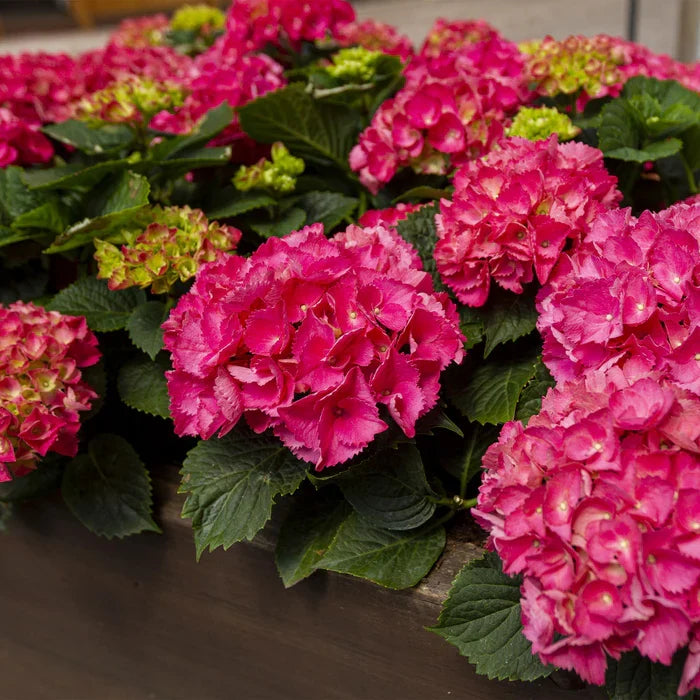 Hortensia Verzorging