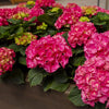 Hortensia Verzorging