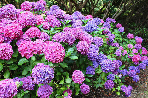 Hortensia Verzorging