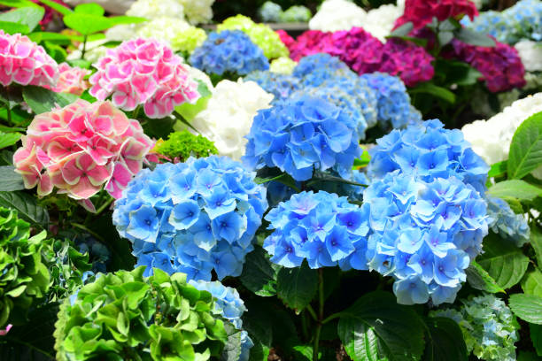 Hortensia Snoeien