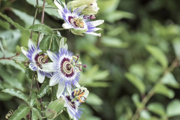 Passiebloem Stekken