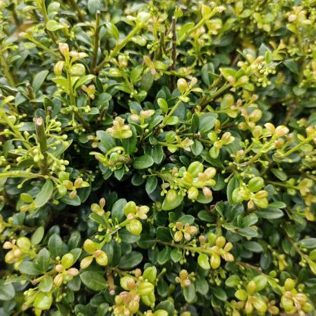 Japanse Hulst (Ilex Crenata) Snoeien