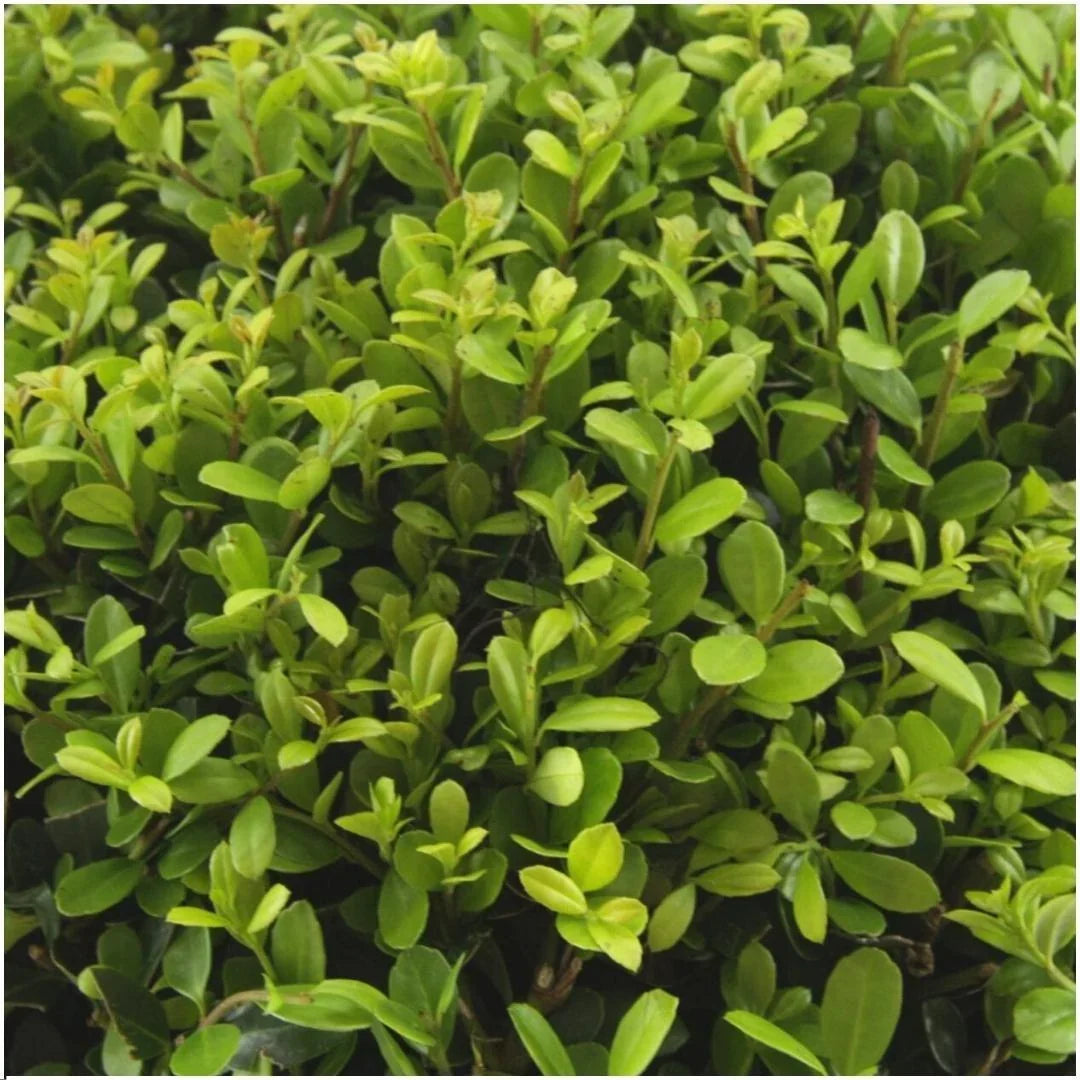 Japanse Hulst (Ilex Crenata) Snoeien