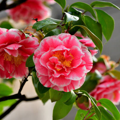 Camelia Snoeien