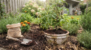 Koffiedik in de Tuin