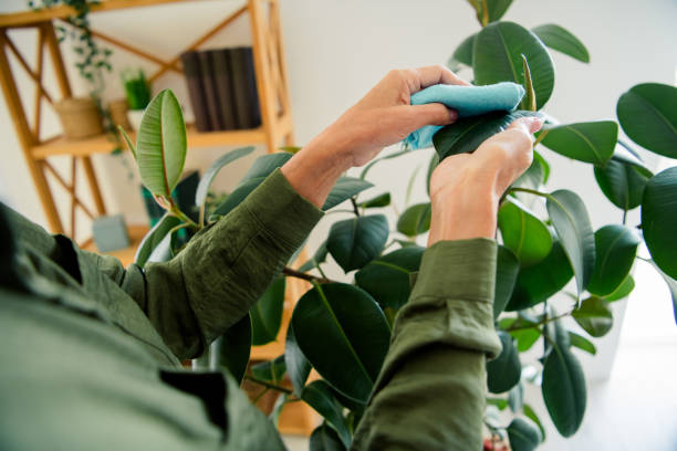 Planten Afstoffen