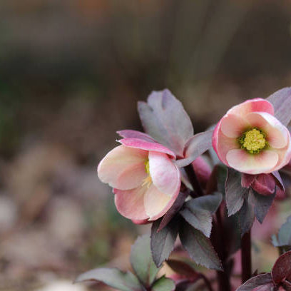 Kerstroos (Helleborus) Snoeien