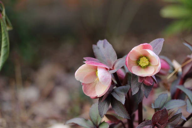 Kerstroos (Helleborus) Snoeien