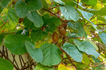 Kiwiplant Snoeien