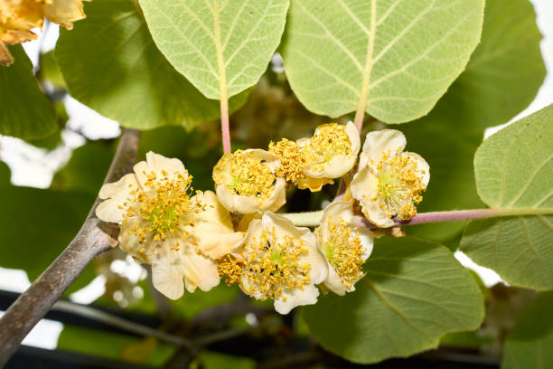 Kiwiplant Stekken