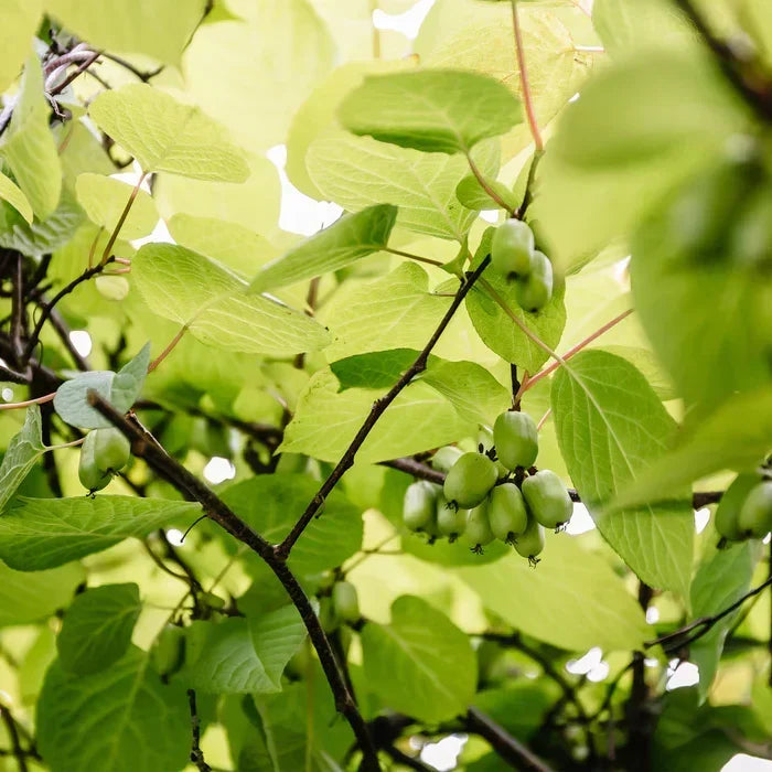 Kiwiplant Verzorging