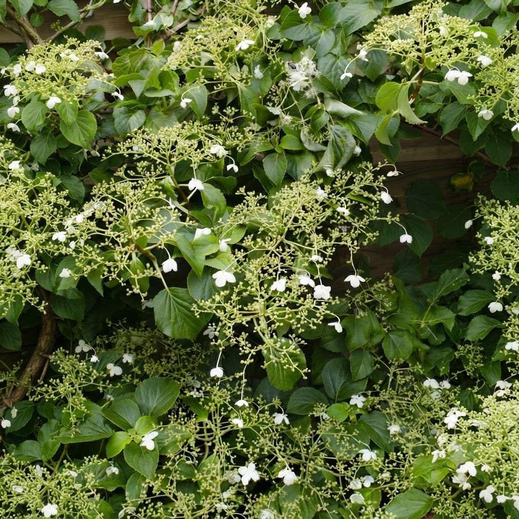Klimhortensia Snoeien