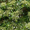 Klimhortensia Snoeien