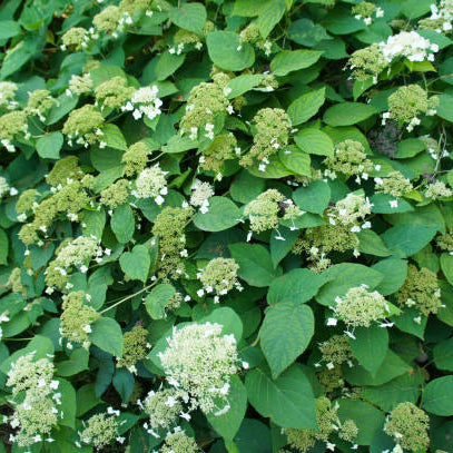 Klimhortensia Snoeien