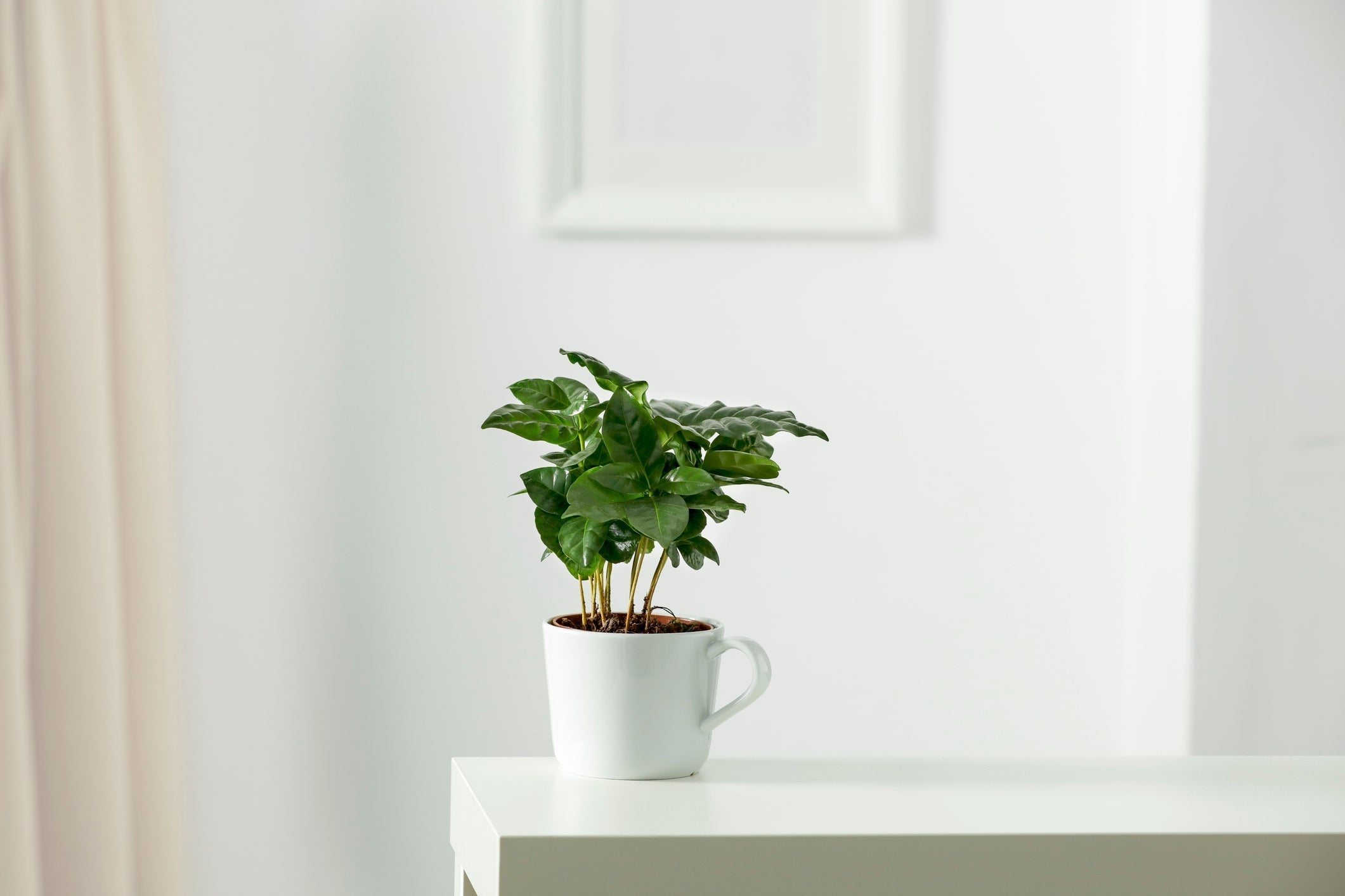 Koffieplant stekken