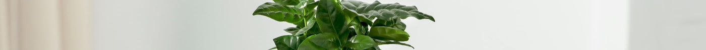 Koffieplant stekken