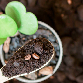 Koffieprut Kamerplanten