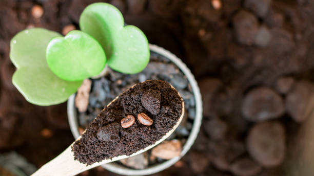 Kaffeesatz als Zimmerpflanze  eine gute Idee oder nicht?  Planten247.nl