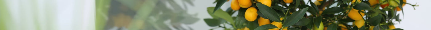 Kumquat Verzorging