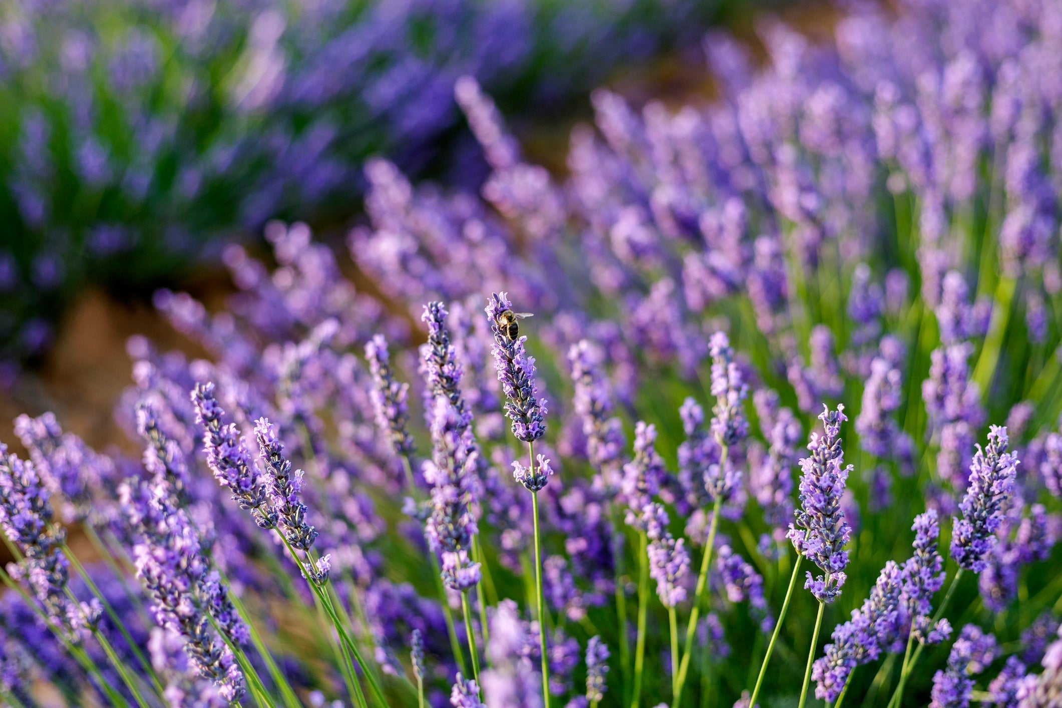 Lavendel Verzorging