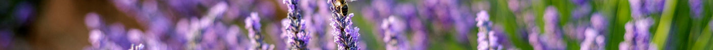Lavendel Verzorging