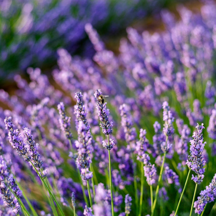 Lavendel Verzorging