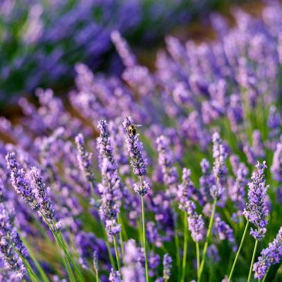 Lavendel Snoeien