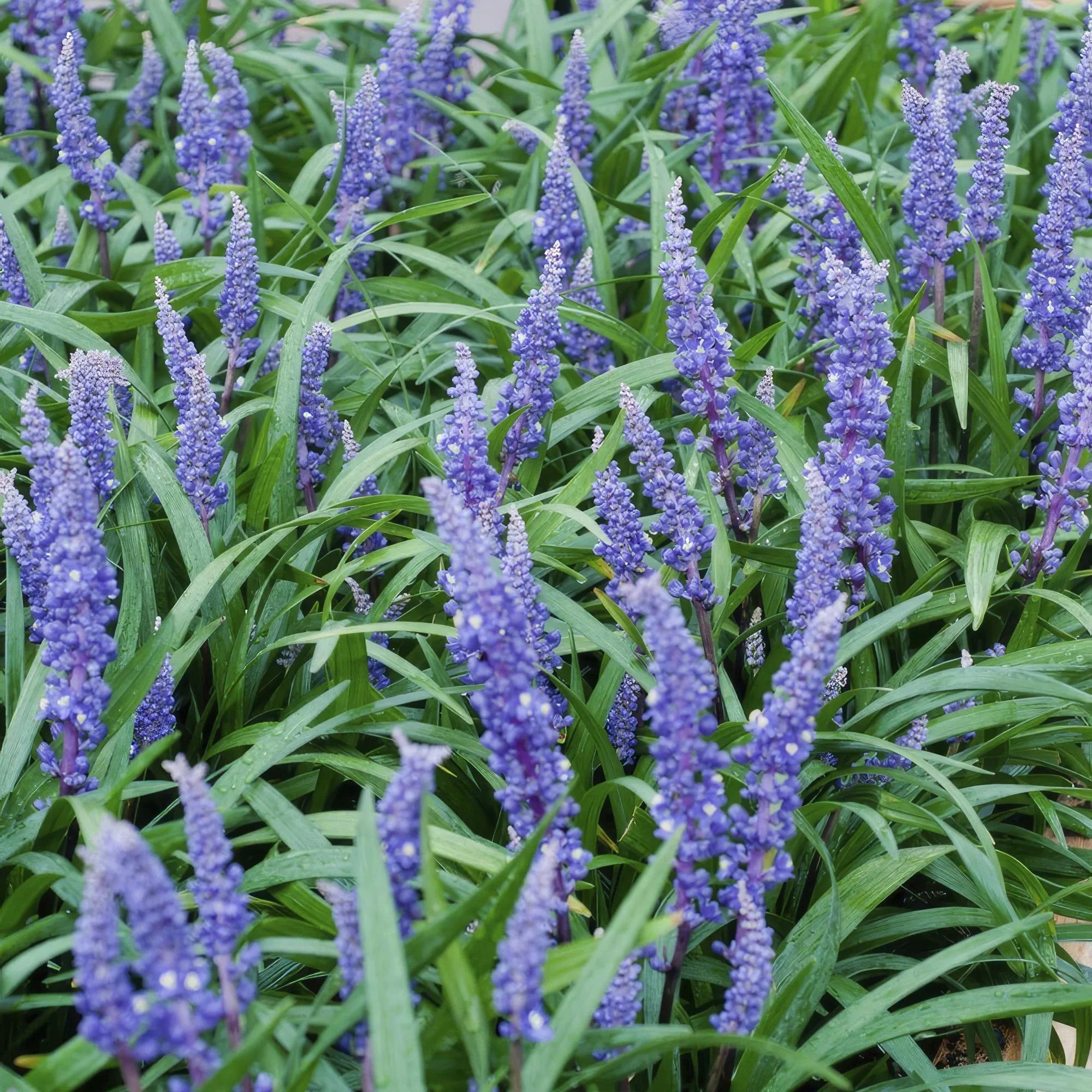 Leliegras (Liriope Muscari) Snoeien